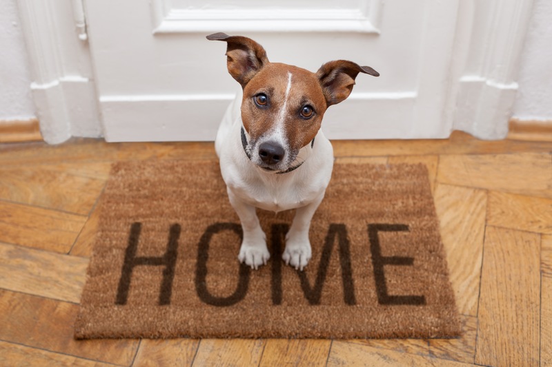 Invite Your Furry Friend into Your Palm Coast New Homes